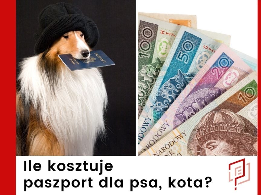 Ile kosztuje paszport dla psa lub kota?