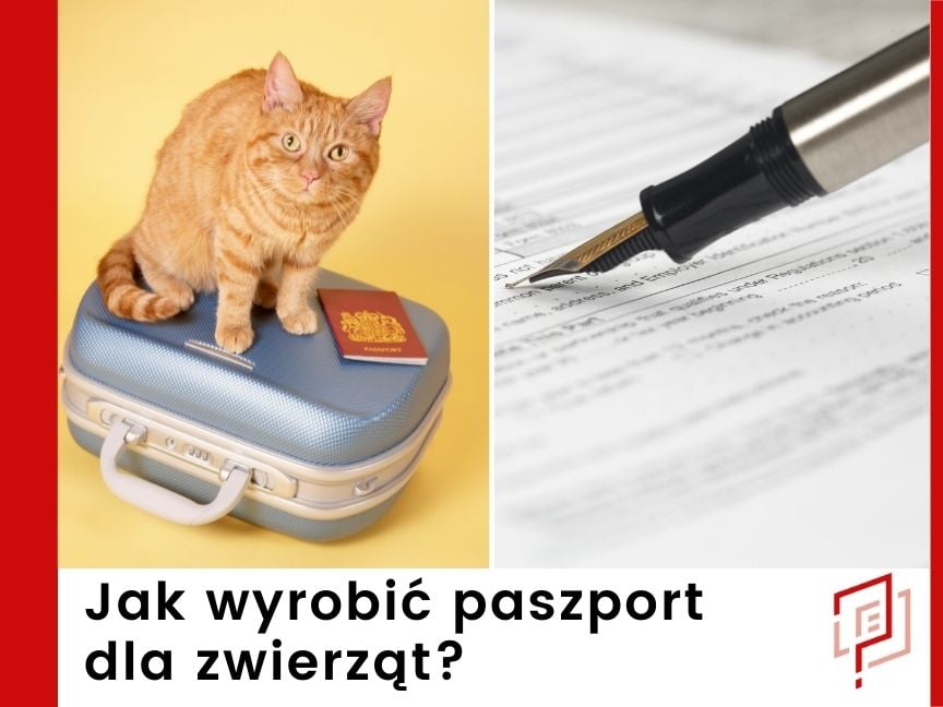 Jak wyrobić paszport dla zwierząt we Wrocławiu?