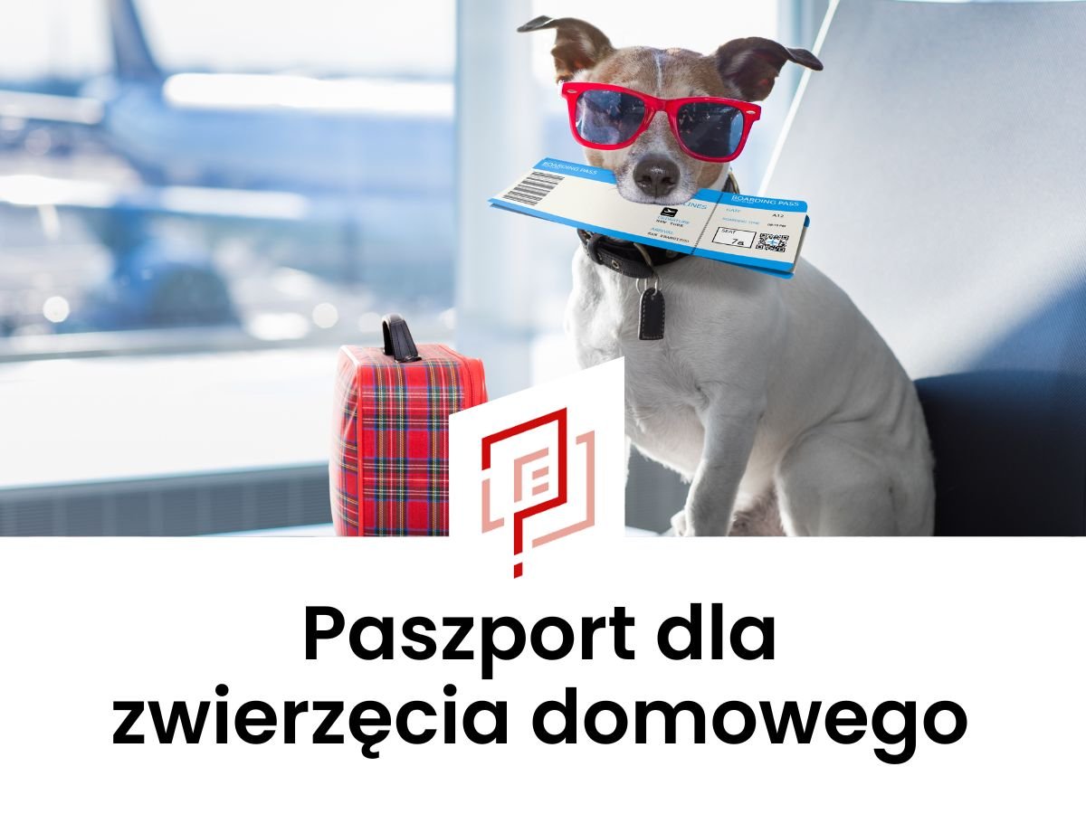 Paszport dla psa, kota i innych zwierząt domowych w 