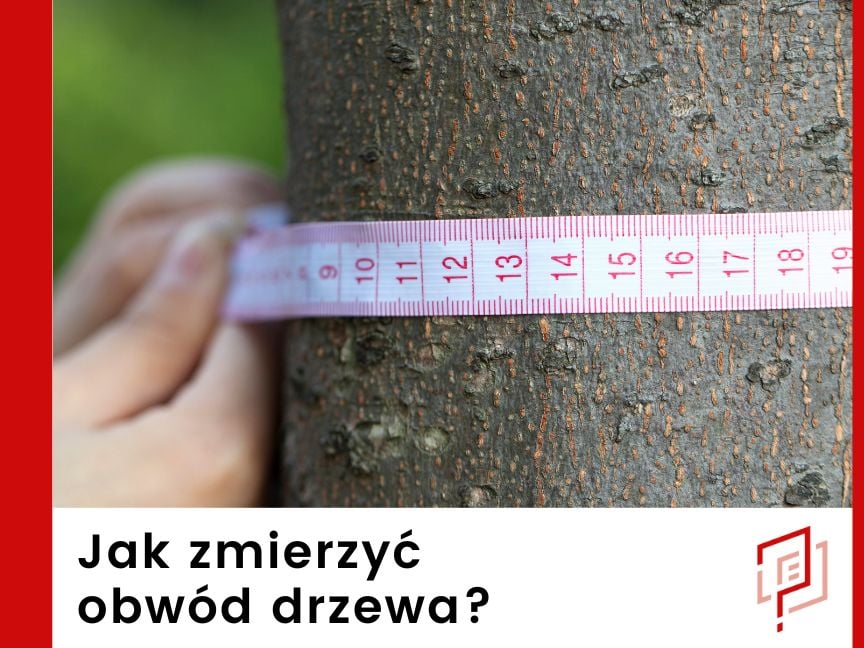 Jak zmierzyć obwód drzewa?