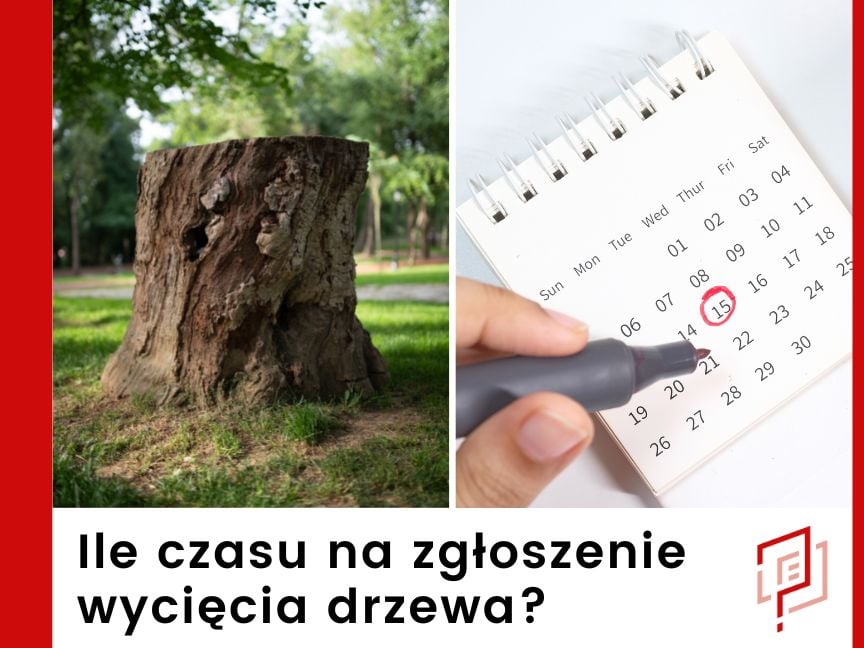 Ile czasu jest na zgłoszenie wycięcia drzewa?