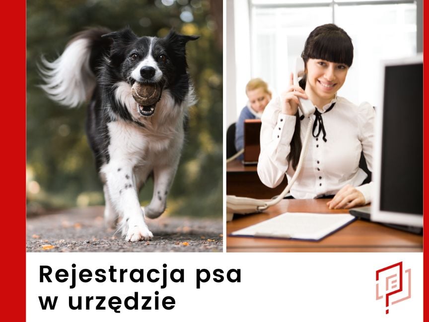Rejestracja psa w urzędzie