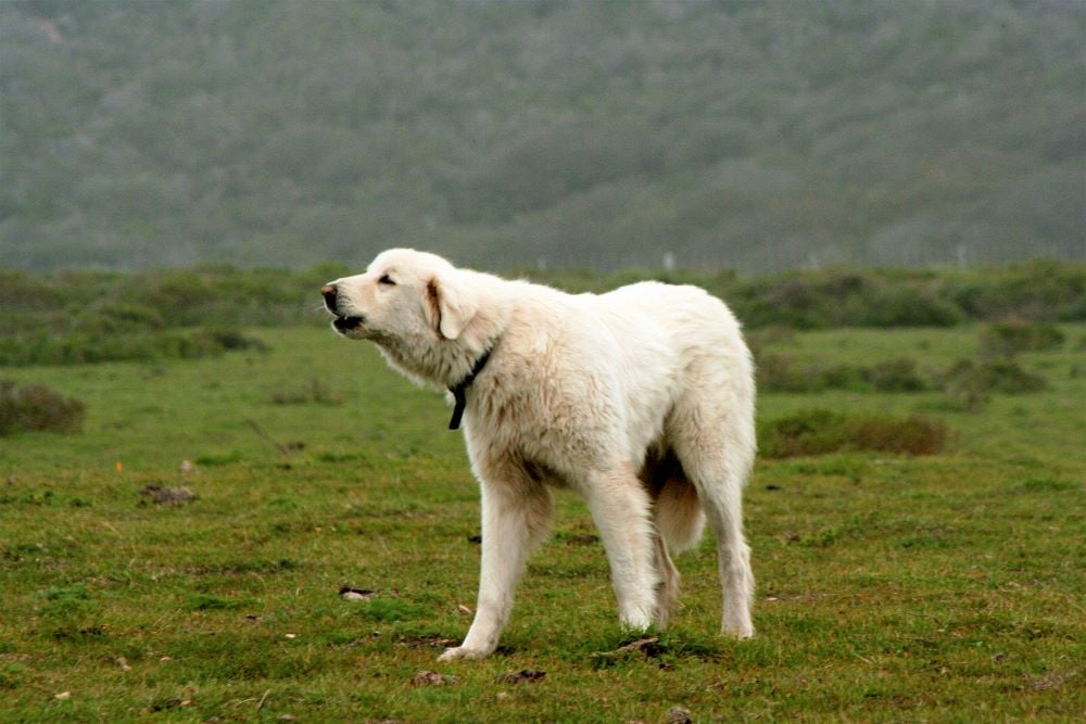 akbash dog