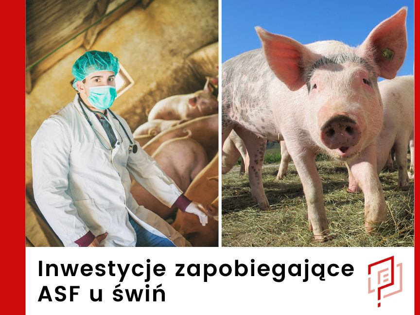 Inwestycje zapobiegające ASF u świń
