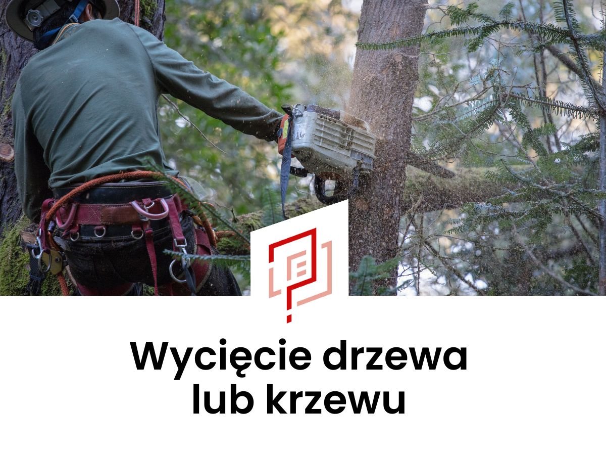 Pozwolenie na wycinkę drzewa Łódź