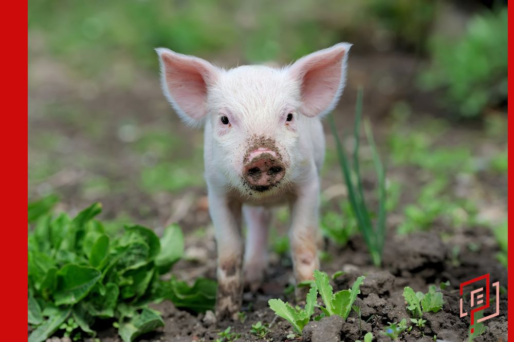 „Locha plus” – dopłaty do świń w 2023 roku