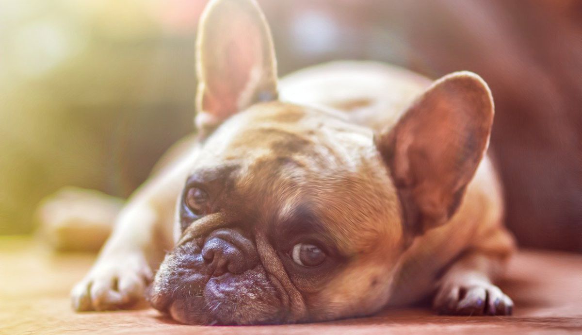Podatek za posiadanie psa – ile wynosi, kiedy należy go uiszczać?